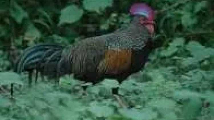 Perburuan dan Erosi Genetik, Ancam Populasi Ayam Hutan Asli Indonesia
