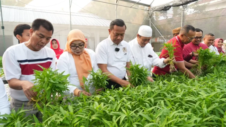 Pemkot Jakarta Timur Gelar Panen di 223 Lokasi Pendidikan, Dukung Ketahanan Pangan