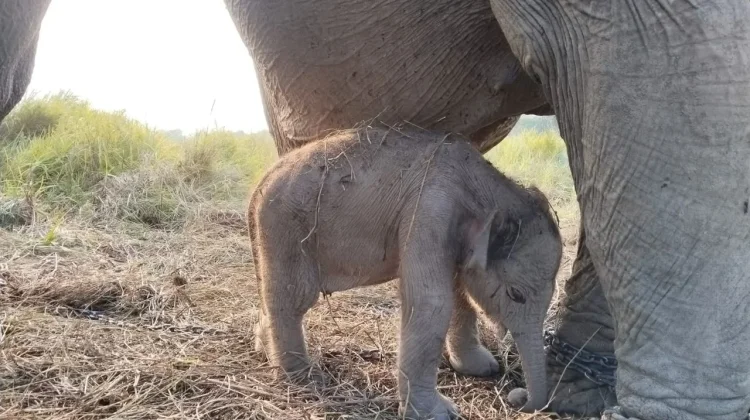 Kado Istimewa HUT ke-81 RI: Anak Gajah Sumatera Lahir Sehat