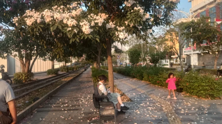 Keindahan Tak Terduga di Sudut Kota: Saat Tabebuya Menyapa Jakarta Utara