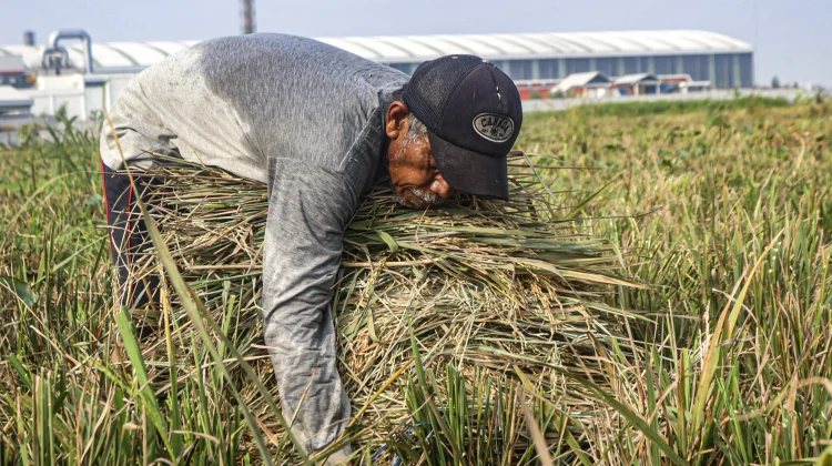 Potret "Aki Gaul" Petani Sawah Garapan di Pesisir Jakarta
