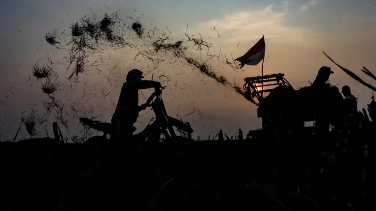 Tangguh di Atas Dua Roda: Perjuangan Ojek Padi Mengarungi Pasang Surut Panen