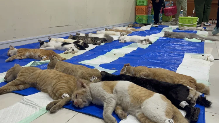 Sudin KPKP Jakbar Sterilisasi Gratis 200 Kucing Jantan di Tamansari