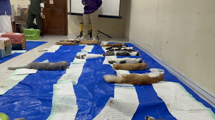 Komunitas KPKS Tangkap 30 Kucing Liar di Tamansari untuk Diseterilisasi