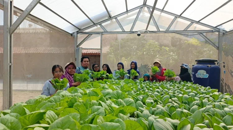 Saga Hydroheroes, Berdaya Bersama lewat Kebun Hidroponik