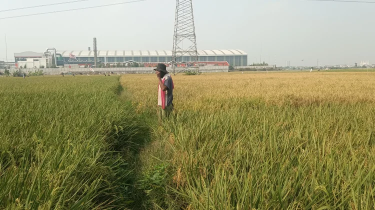 Kementan Jawab Keluhan Petani Rorotan Bibit Padi Tidak Seragam
