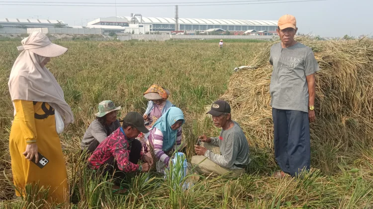 Cegah Ancaman Banjir Petani Marunda-Rorotan Usulkan Bangun Irigasi