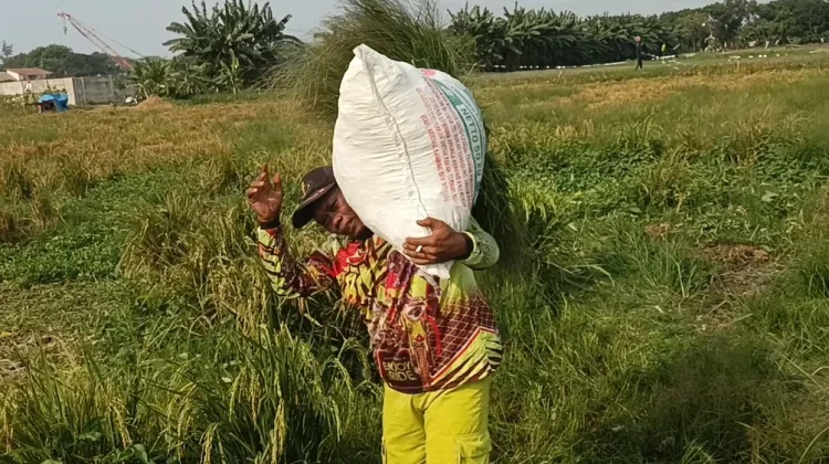 Kisah Mang Utik: Dari Buruh Panen Harian hingga Tekun Membina Usaha Ternak Mandiri