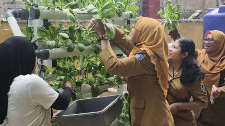 Hidroponik Jadi Solusi Pertanian di Lahan Terbatas Kepulauan Seribu