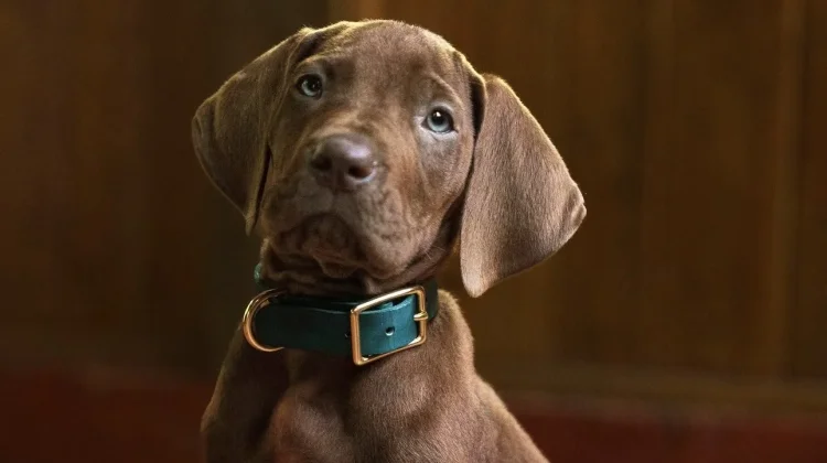 Scooby-Doo: Origins Rampungkan Produksi, Tayang 2027