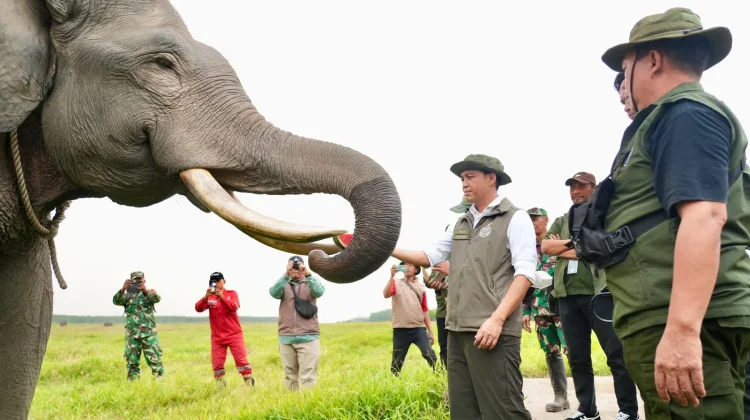 Jaga Gajah dari Karhutla, Menhut Raja Antoni Pertebal Pasukan Darat