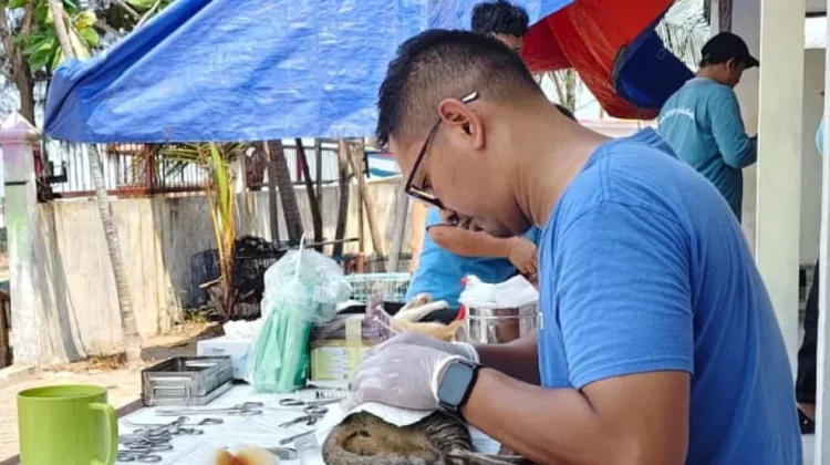Kendalikan Populasi, 111 Kucing di Kepulauan Seribu Divaksin Gratis