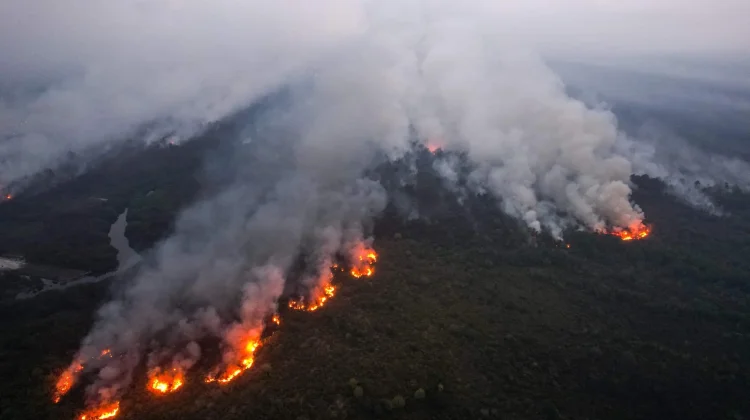 Hutan Kembali Hijau, Benarkah Ekosistem Sudah Pulih?.