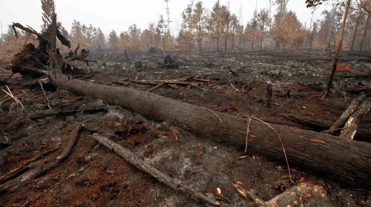 Hutan Kembali Hijau, Benarkah Ekosistem Sudah Pulih?.