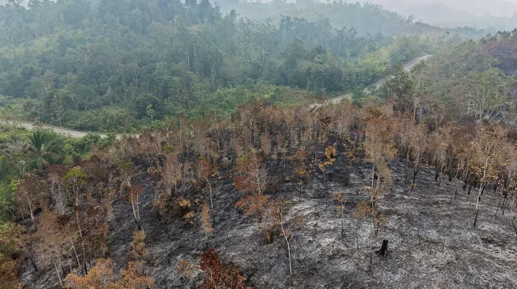 Hutan Kembali Hijau, Benarkah Ekosistem Sudah Pulih?.