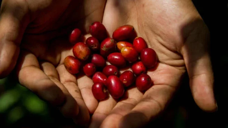 Wajib Tahu! Begini Proses Sortasi pada Buah Kopi