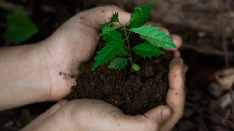 Tanam Pohon Perlu Sesuaikan Kebutuhan Ekosistem Hutan