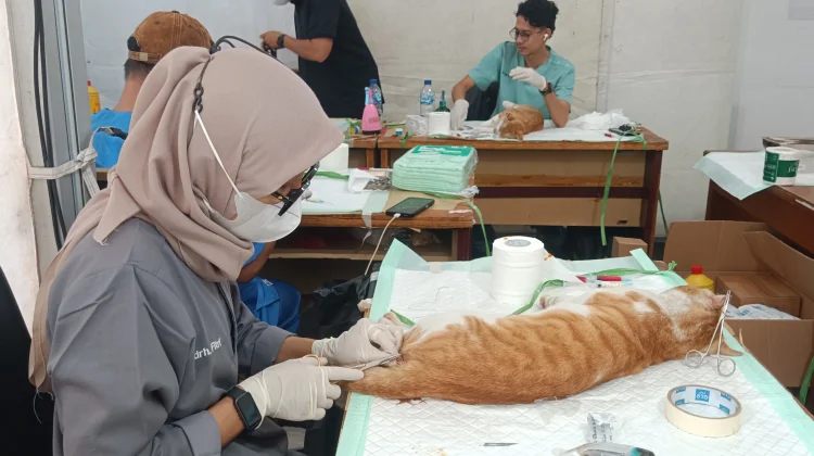 Tangani Kucing Liar, Pemkot Jakut Gelar Sterilisasi dan Vaksinasi Gratis