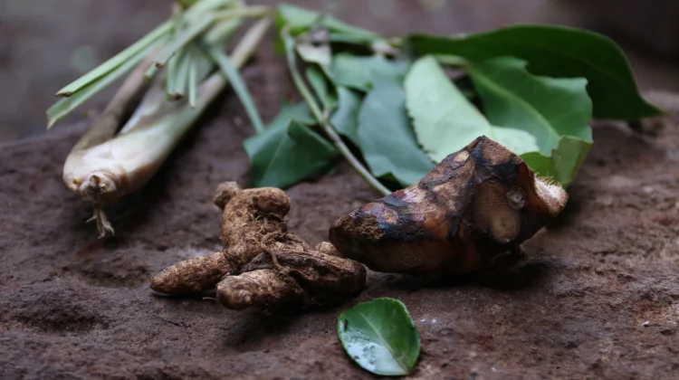 Jamu Rumahan Jadi Pilihan Menjaga Kesehatan Keluarga