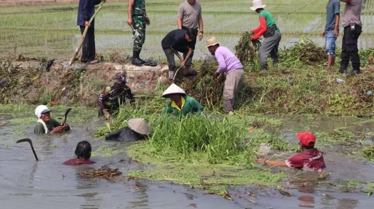 Pemkab Bekasi dan Jababeka Bersihkan Saluran Irigasi Pebayuran