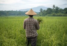 Sigma Farming Dorong Sawah Sehat dan Panen Meningkat