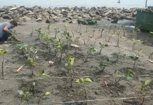 Menanam Harapan di Tengah Rob Pesisir Marunda