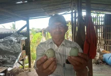 Raup Cuan Ternak Bebek di Lahan Sewaan Rorotan