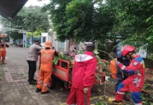 Petugas Gabungan Untung Jawa Tangani Pohon Tumbang