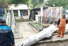 Rawan Tumbang,  Pohon di Taman Kantor Kelurahan Pulau Kelapa Ditebang