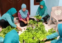 KWT Hijau Lestari Panen Sayuran di Pulau Pramuka