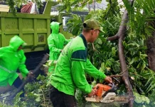 Sepanjang Februari 2026, Tamhut Jakbar Tangani 460 Pohon