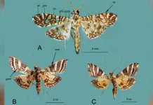 Mengenal Spesies Ngengat Baru Endemik Indonesia, Hidup di Hutan Papua dan Sulawesi