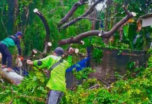 Cuaca Ekstrem, Pasukan Hijau Jakut Tangani 1.150 Pohon