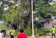 Sudin Tamhut Jakut, Tangani 1.150 Pohon Rawan Tumbang