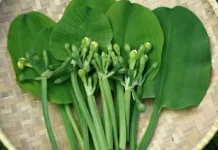 Genjer, Sayuran Sederhana dengan Berbagai Manfaat untuk Tubuh