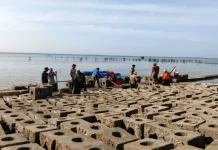 Ratusan Substrat Terumbu  Ditenggelamkan di Perairan Pulau Pari