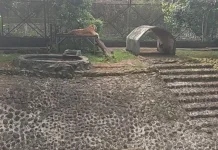Kebun Binatang Ragunan Masih Jadi Tempat Wisata Favorit Libur Lebaran