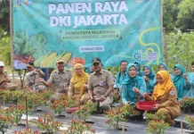 Kabupaten Kepulauan Seribu Mengikuti Panen Raya Serentak Virtual