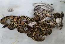 Gakkum Kemenhut Amankan 202 Reptil Ilegal Tujuan Dubai, WNA Rusia Jadi Tersangka