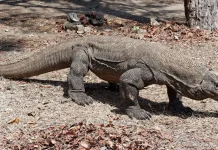 Komodo 'Go International' ke Jepang lewat Diplomasi Hijau