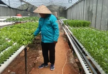 Green House Warisan Era Joko Widodo Jadi Tumpuan Ekonomi Warga Marunda