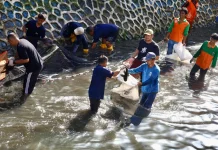 Pemkot Jakpus Tangkap Ikan Sapu-sapu di Kali Cideng, Warga Diimbau Tak Mengonsumsi