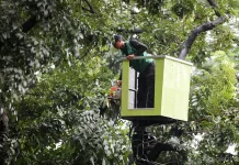 Ribuan Pohon Rawan Tumbang di Jakpus Telah Dipangkas