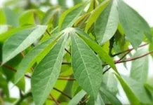 Ini Kandungan dan Manfaat, Daun Ketela Pohon Untuk Kesehatan