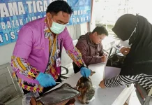 KPKP Jakbar Gelar Sterilisasi Kucing Jantan Gratis, Targetkan 112 Ekornya