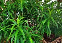 Selain Pewarna Alami, Daun Suji Punya Khasiat Lain