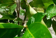 Manfaat Daun Salam untuk Kesehatan