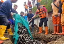 Ketahui Alasan Ikan Sapu-Sapu Perlu Dimusnahkan Menurut Pakar