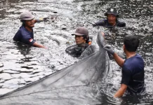 Pemprov DKI Jakarta Tangkap 6,98 Ton Ikan Sapu-Sapu