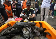 Pemprov DKI Berhasil Tangkap 6,98 Ton Ikan Sapu-Sapu